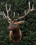 elk